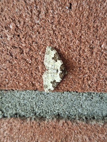 Garden Carpet