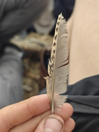 Plume de Perdrix choukar
