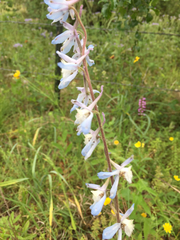 Delphinium carolinianum virescens