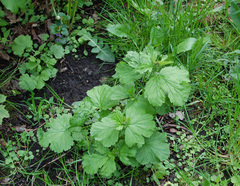 Geum macrophyllum