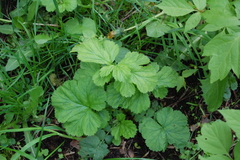 Geum macrophyllum