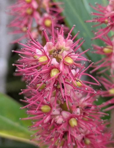 Cunonia purpurea observed 2026-09-30