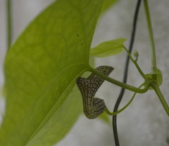 Aristolochia triangularis