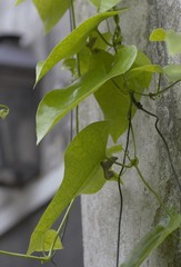 Aristolochia triangularis