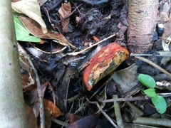 Neoboletus antillanus