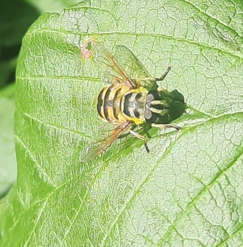 Yellow-haired Sun Fly