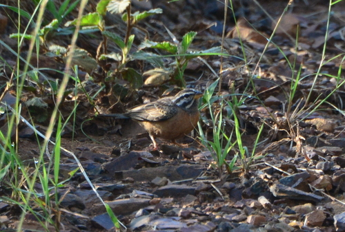 iNaturalist image