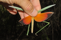 Chromacrida radamae