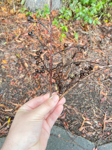 Eucalyptus cloeziana observed 2026-09-29