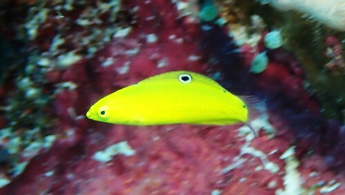 Halichoeres chrysus observed 2026-09-30