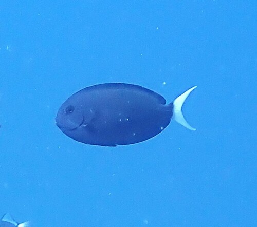 Acanthurus thompsoni observed 2026-09-30