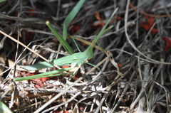 Chromacrida radamae