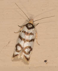 Linosticha cyclophragma