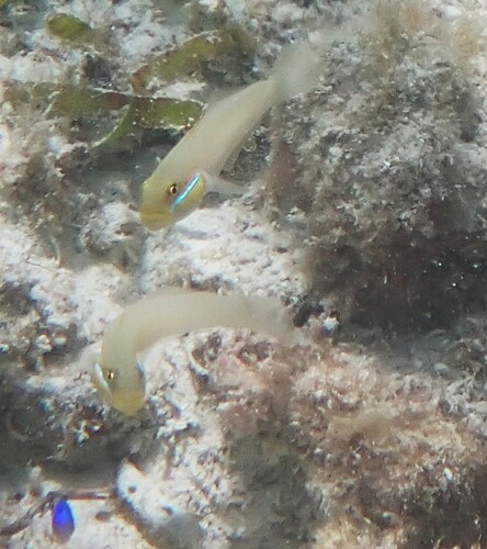 Valenciennea strigata observed 2026-09-30