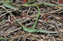 Chromacrida radamae