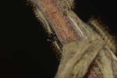 Actinote