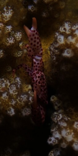 Trapezia tigrina observed 2026-09-30
