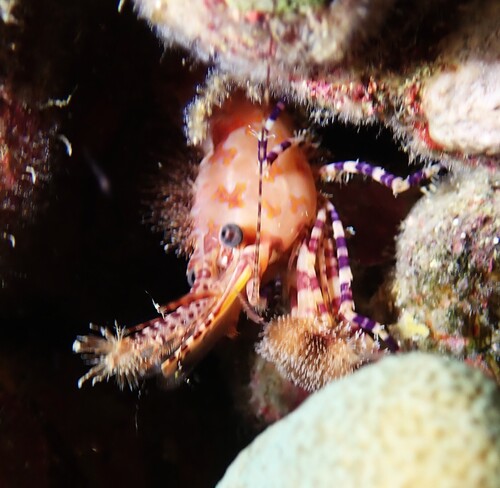 Saron marmoratus observed 2026-09-30