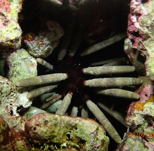 Phyllacanthus imperialis observed 2026-09-30