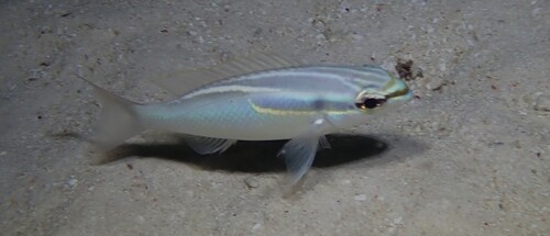 Scolopsis trilineata observed 2026-09-30