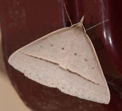 Epidesmia perfabricata