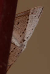 Epidesmia perfabricata