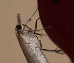 Epidesmia perfabricata