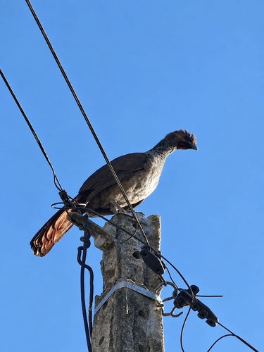East Brazilian Chachalaca