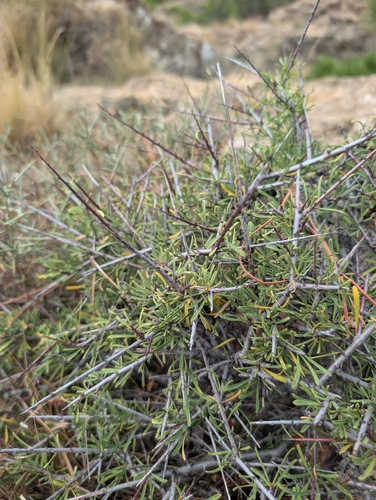 Mediterranean buckthorn