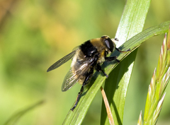 Merodon equestris