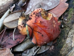 Neoboletus antillanus
