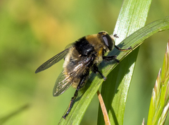 Merodon equestris