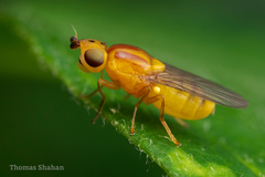 Chlorops