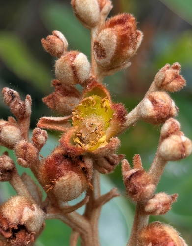 Hibbertia pancheri observed 2026-09-29