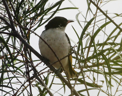 Grantiella picta