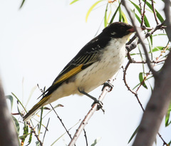 Grantiella picta