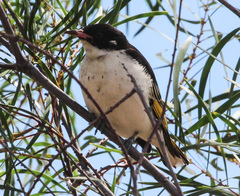 Grantiella picta