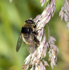 Merodon equestris