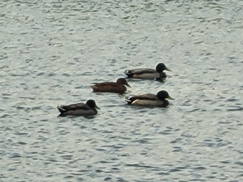 Mallard