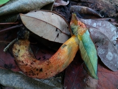 Neoboletus antillanus