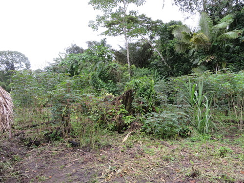 Astrocaryum murumuru, photograph 1