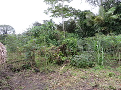 Astrocaryum murumuru