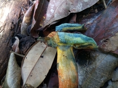 Neoboletus antillanus