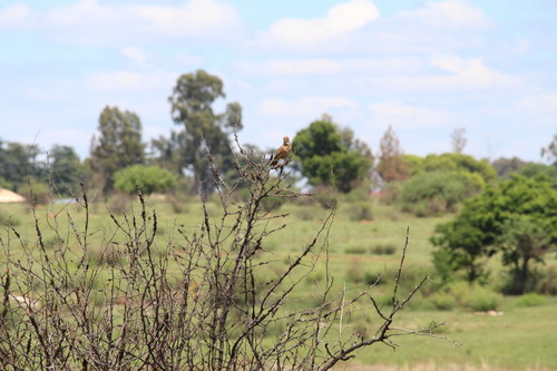 iNaturalist image