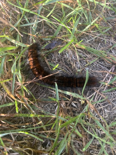 Fox Moth