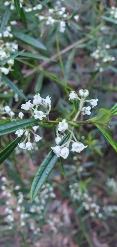 Logania albiflora observed 2026-09-17