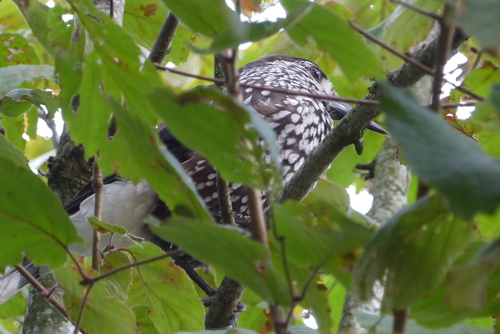 Northern Nutcracker