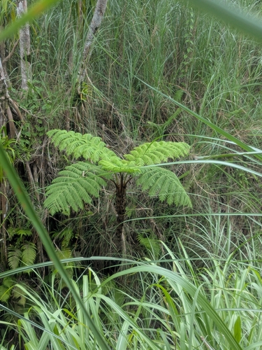Sphaeropteris lunulata observed 2026-09-05