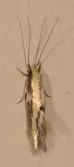 Opogona stenocraspeda