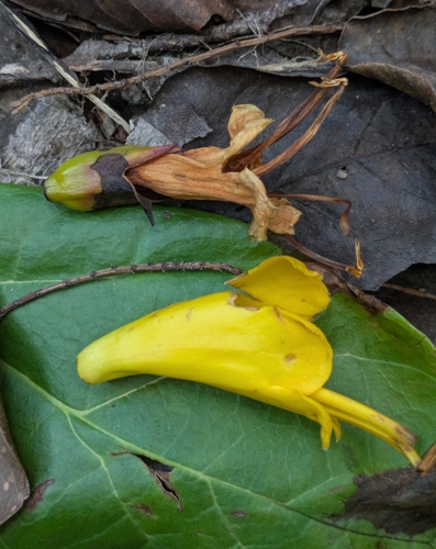 Deplanchea speciosa observed 2026-09-29